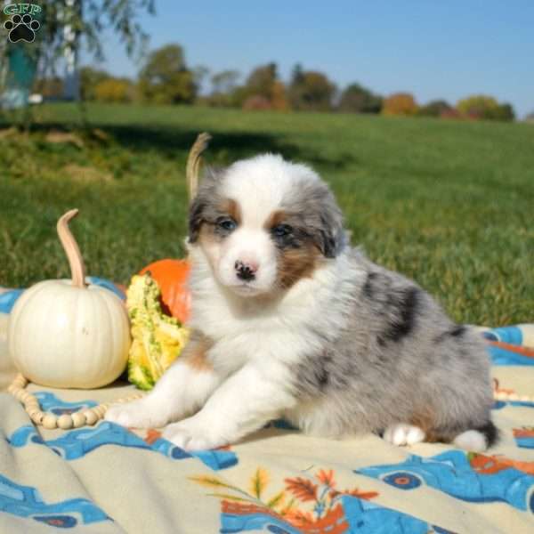 Janelle, Australian Shepherd Puppy