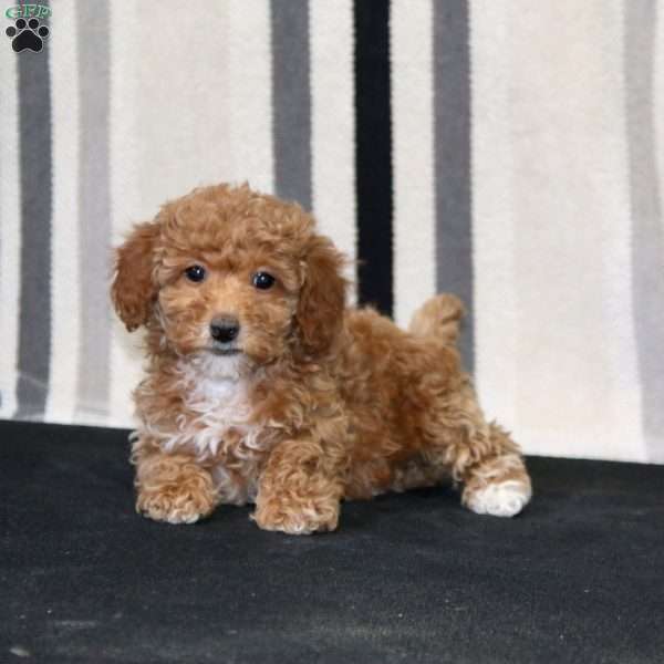 Janelle, Toy Poodle Puppy