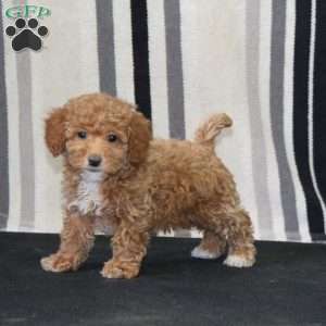 Janelle, Toy Poodle Puppy