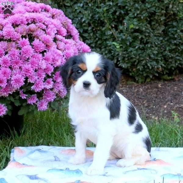 Janet, Cavalier King Charles Spaniel Puppy