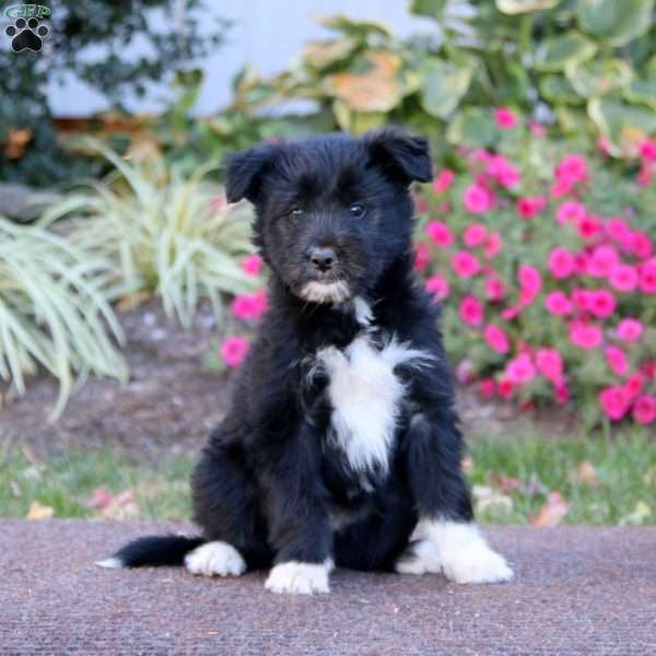 Jared, Havanese Mix Puppy