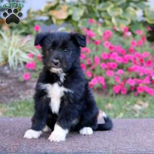 Jared, Havanese Mix Puppy