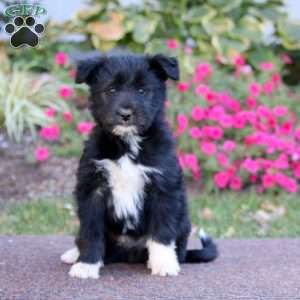 Jared, Havanese Mix Puppy