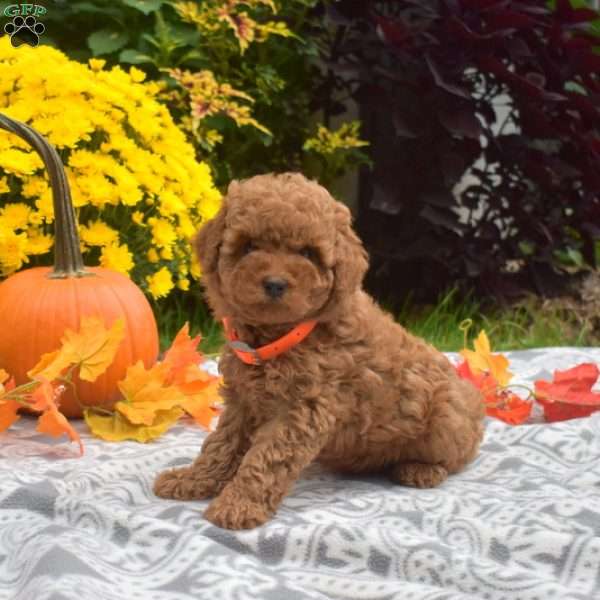 Jasmine, Mini Goldendoodle Puppy