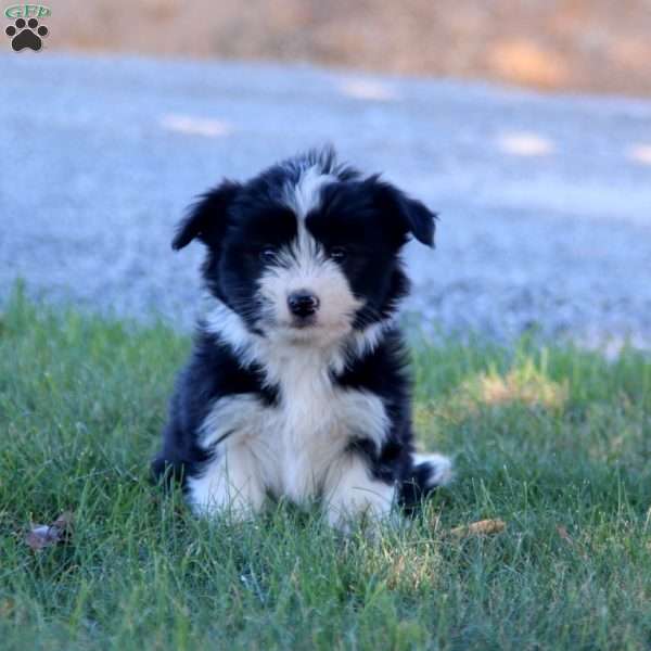 Jasmine, Havanese Mix Puppy