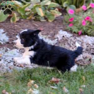 Jasmine, Havanese Mix Puppy