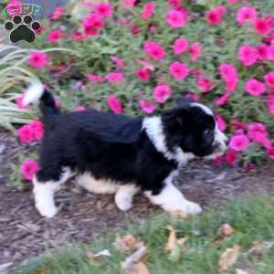 Jasmine, Havanese Mix Puppy