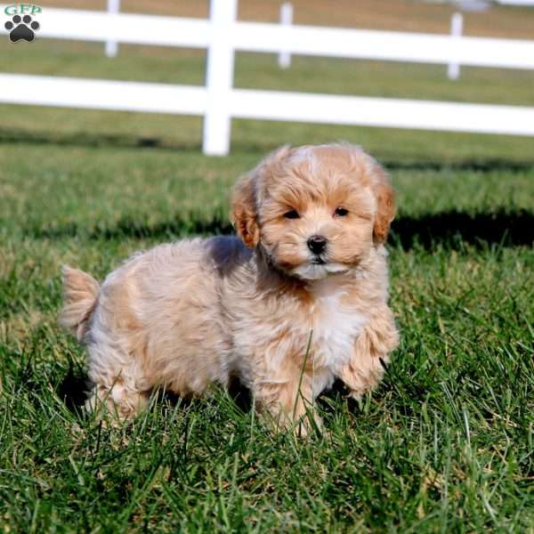 Jason, Maltipoo Puppy