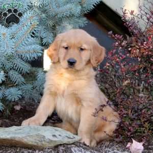 Jasper, Golden Retriever Puppy