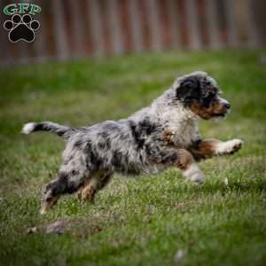 Jasper, Mini Bernedoodle Puppy