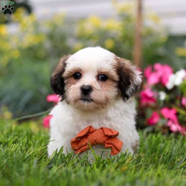 Jasper, Teddy Bear Puppy