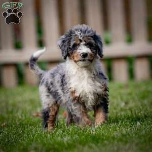 Jasper, Mini Bernedoodle Puppy