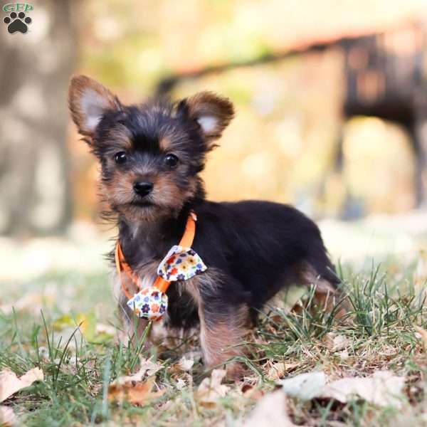 Jasper, Yorkie Puppy