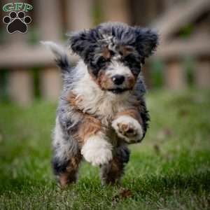 Jasper, Mini Bernedoodle Puppy