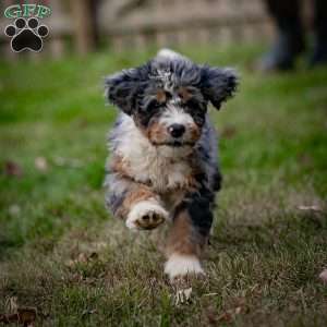 Jasper, Mini Bernedoodle Puppy