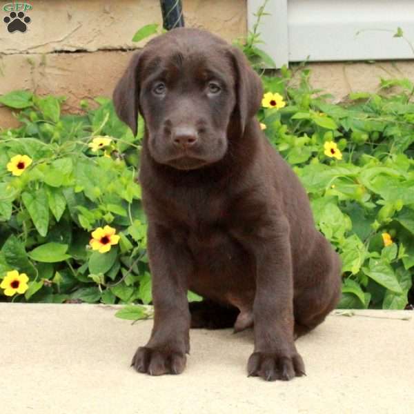 Jasper, Chocolate Labrador Retriever Puppy