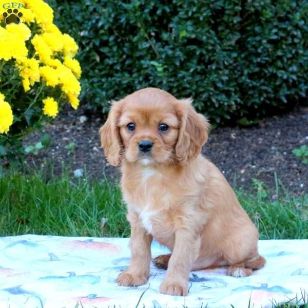 Jasper, Cavalier King Charles Spaniel Puppy