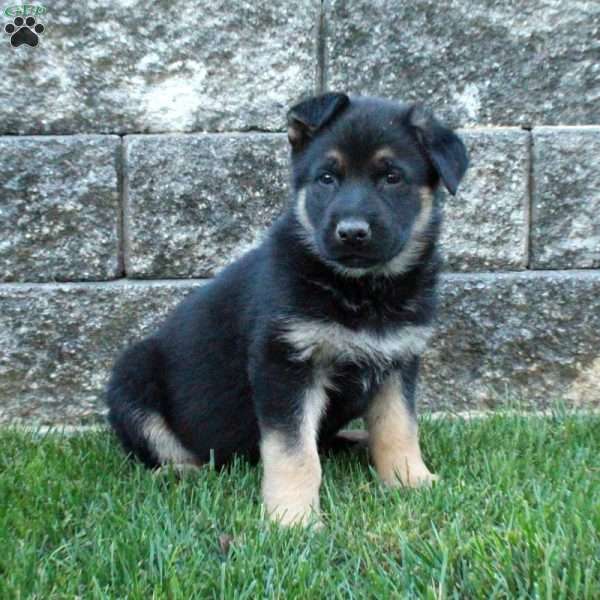 Jasper, German Shepherd Puppy