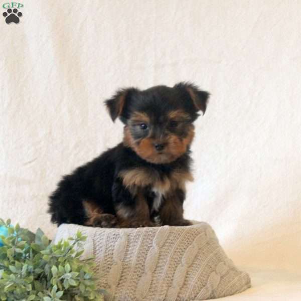 Jasper, Yorkie Puppy