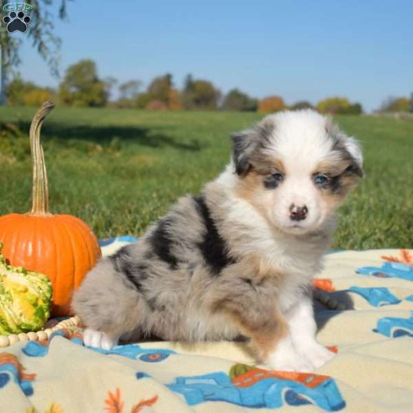 Jasper, Australian Shepherd Puppy