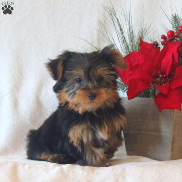 Jasper, Yorkie Puppy