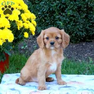 Jasper, Cavalier King Charles Spaniel Puppy