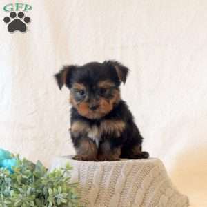 Jasper, Yorkie Puppy