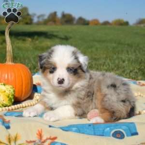 Jasper, Australian Shepherd Puppy