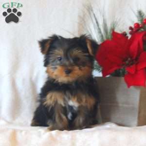 Jasper, Yorkie Puppy