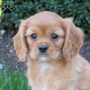 Jasper, Cavalier King Charles Spaniel Puppy