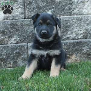 Jasper, German Shepherd Puppy