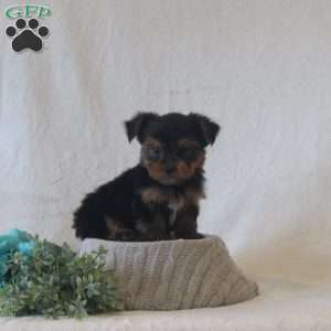 Jasper, Yorkie Puppy