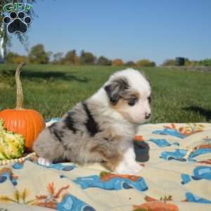 Jasper, Australian Shepherd Puppy