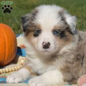 Jasper, Australian Shepherd Puppy