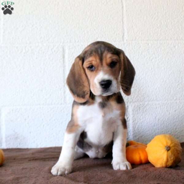 Jasper, Beagle Puppy