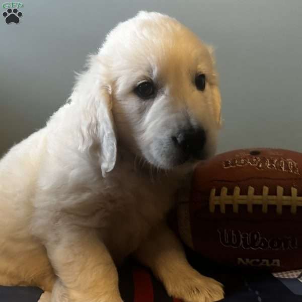 Jasper, English Cream Golden Retriever Puppy