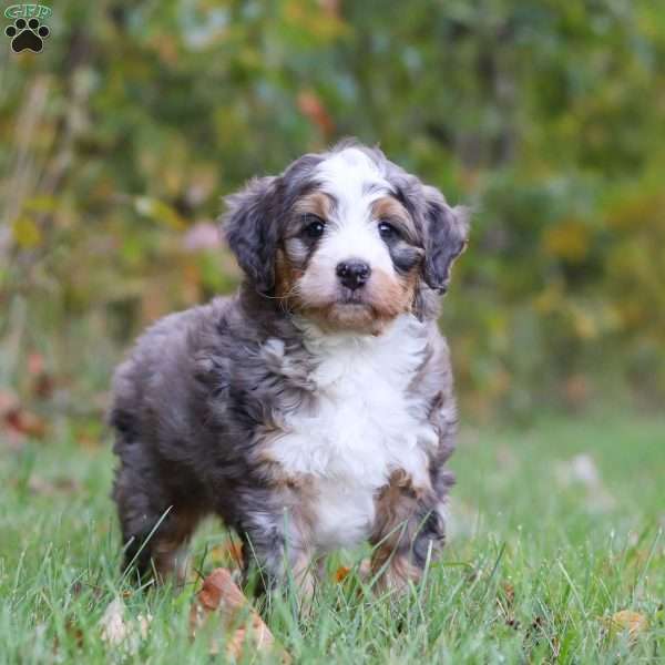 Jasper, Mini Bernedoodle Puppy