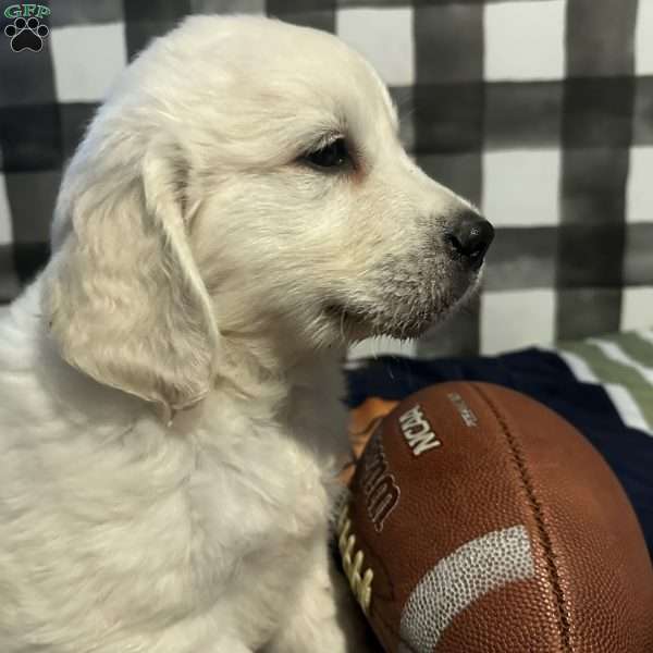 Javi, English Cream Golden Retriever Puppy