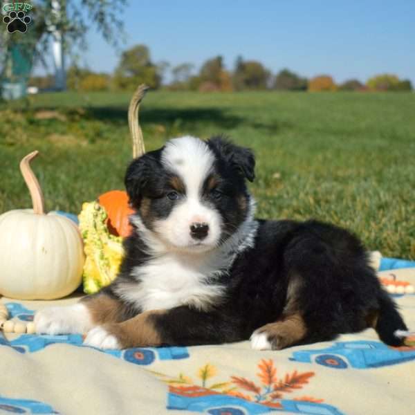 Javon, Australian Shepherd Puppy