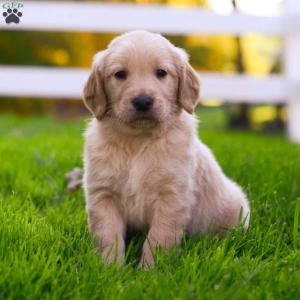 Jax, Golden Retriever Puppy