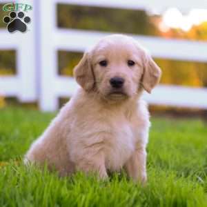 Jax, Golden Retriever Puppy