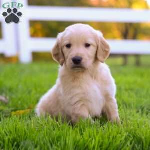 Jax, Golden Retriever Puppy