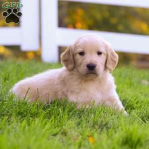 Jax, Golden Retriever Puppy