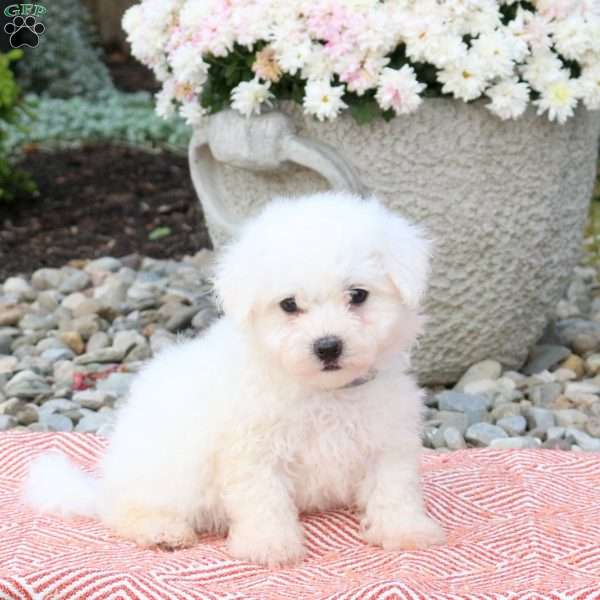 Jax, Bichon Frise Puppy