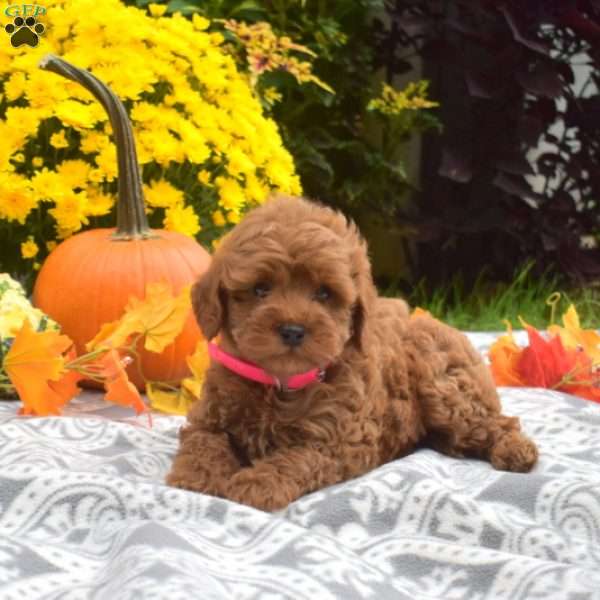 Jax, Mini Goldendoodle Puppy