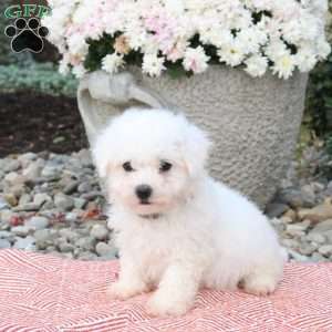 Jax, Bichon Frise Puppy