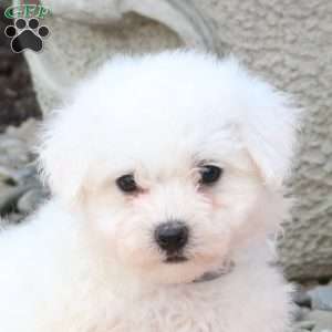 Jax, Bichon Frise Puppy