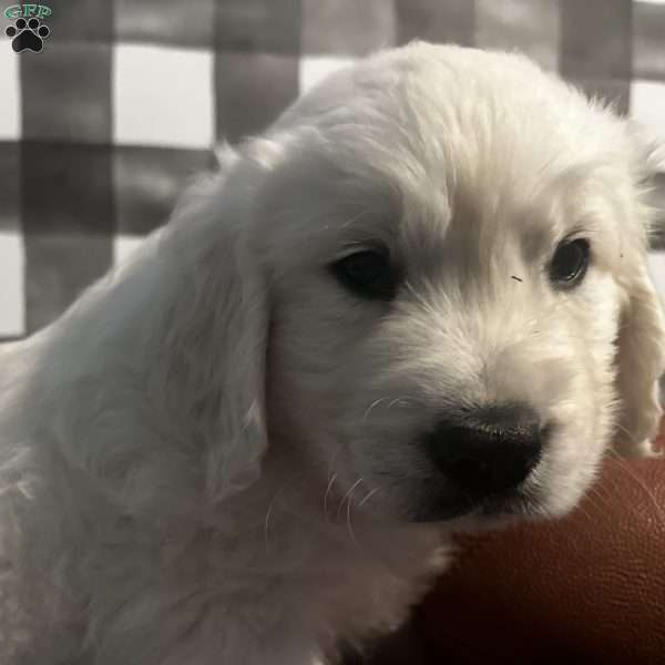 Jax, English Cream Golden Retriever Puppy