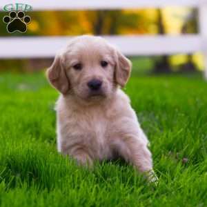 Jax, Golden Retriever Puppy