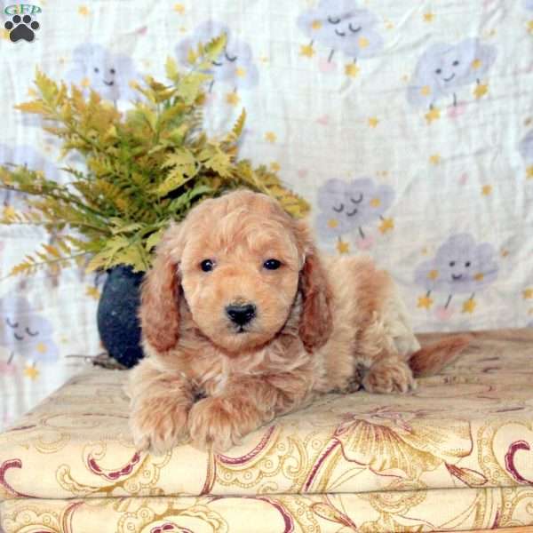 Jaxon, Mini Goldendoodle Puppy